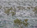 4-coyotes-called-in-with-my-minaska-big-country-bandit.html