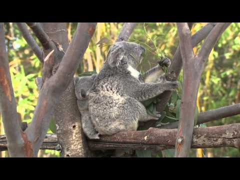 Australian - http://www.sandiegozoo.org/koalafornia Staff in every department at the San Diego Zoo are working swiftly to get everything into place for the unveiling of t...