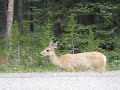 Jasper National Park Caribou