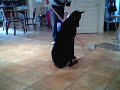 doberman