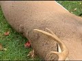 Tim Farmer 2007 Buck