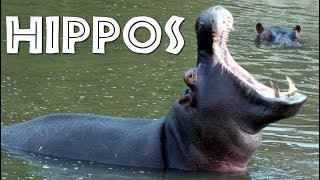 All About Hippos for Kids: Hippopotamus for Childr