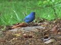 Spring Birds Spring Birds
