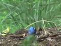 bird spring migration