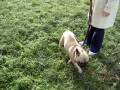 frenchie bacchus in the grass
