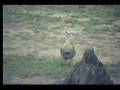 10.08.07 5.36pm Nkorho Egyptian goose at the waterhole