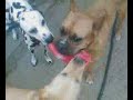 Dogs Dogs
