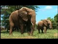 Elephants - Spy in the Herd: The Benefits of Eating Dung