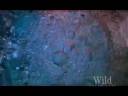Wild Chronicles: Aquarius