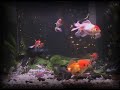 Dance of the Fishes