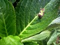 Saddleback Caterpillar