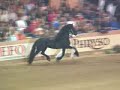 Tietse 428 Friesian stallion Tietse 428 Friesian stallion