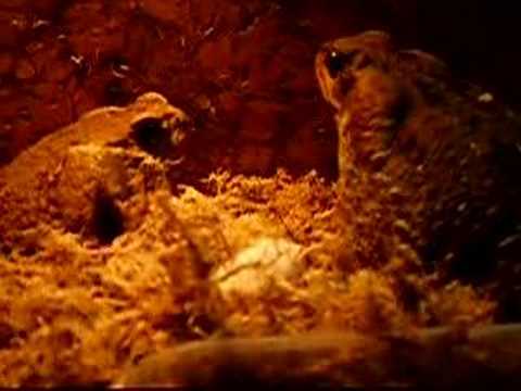 giant toad