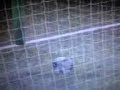 Junior Agogo Goal Vs Chester - LMA Manager 2007