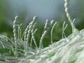 Mold Spore Dispersal Air