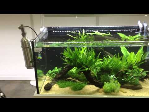 how to properly aquascape