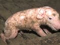 La realidad oculta tras la carne de cerdo. parte 2/5