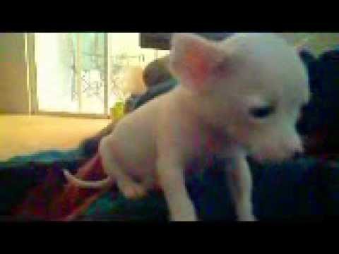 sweetfacesjc - 8 week old chihuahua puppy seeing her new home for the first time!