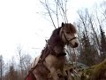My pony pulling logs 2