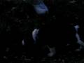 videos de Jasper & Race Car - Nov 17th - 1