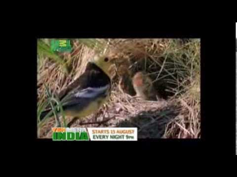 Yeh Mera India Anthem Full Video Animal Planet