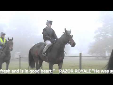 horse racing cheltenham