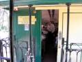 videos de Hotham Valley Tourist Railway