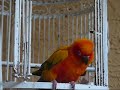 sunny B.wmv