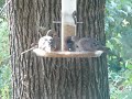 Mourning doves in the birdfeeder Mourning doves in the birdfeeder