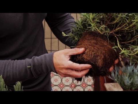 How to detect root bound plants and annuals, biennials, and perennials! (2.3)