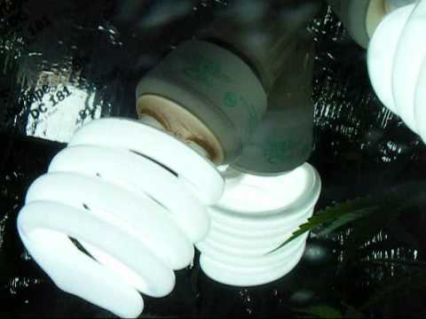 how to grow weed with cfl lights