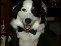 BONZER the Dog! BONZER the Dog!