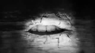 Local 9 presentan Nuevo CD: Sinergia