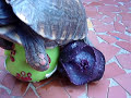 Se vc acha q jah viu de td, joga fora as crianças e senta a bunda...PQ ISSU DAKI, VC NUNCA VIU!!!