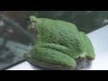 The Ferocious Frog and the Gentle Giant The Ferocious Frog and the Gentle Giant