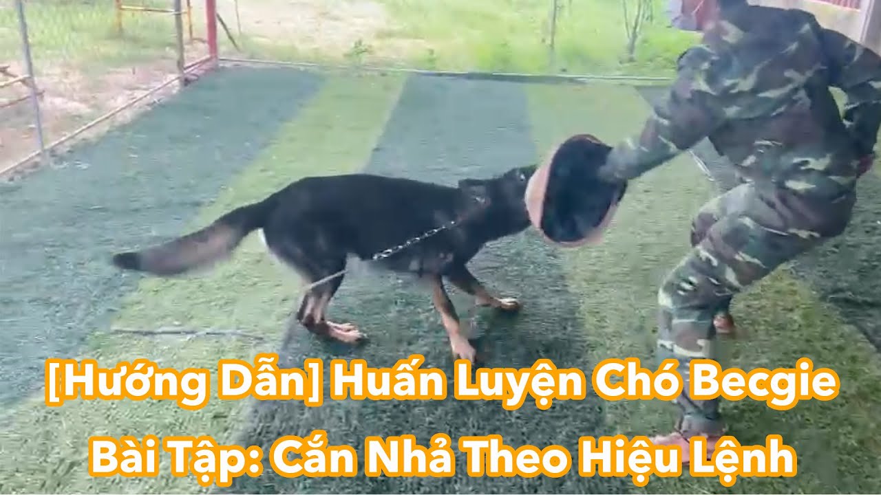[Hướng Dẫn] Huấn Luyện Chó Becgie Cắn Nhả Theo Hiệu Lệnh
