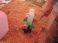 mini-chicks for sale