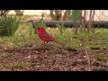 Radiant Cardinal Wandering! [Backyard Bag Feeder Project]
