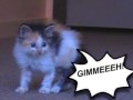Laila LocatZ the Hypno-Kitteh vs Great Dane