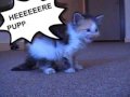 Laila LocatZ the Hypno-Kitteh vs Great Dane
