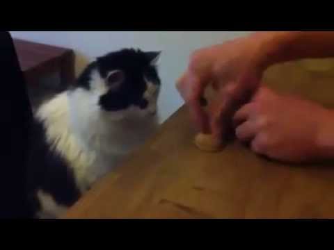 αστειο βιντεο