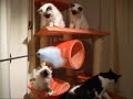 Cuccioli sacro di birmania all'attacco Cuccioli sacro di birmania all'attacco