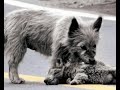 y los animales no tienen sentimientos?