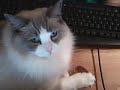 3-month-old-ragdoll-kitten-loses-his-mind-on-leather-ottoman.html