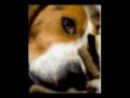 videos de Fischio (canzone nostra)  storia di un cane che andava per mare