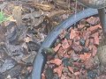 Hummingbird bathing