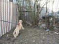 Ella and the Invisible Hounds of Hell