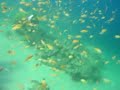 Tauchen in Dahab Rotes Meer Teil 3 Tauchen in Dahab Rotes Meer Teil 3