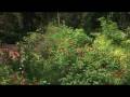 Orlando Tourism : Orlando Tourism: Leu House Museum
