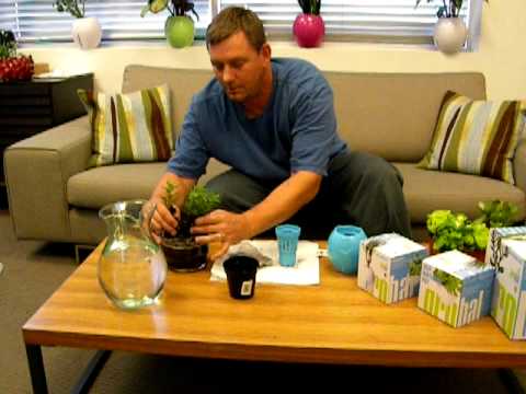 how to transplant baby succulents